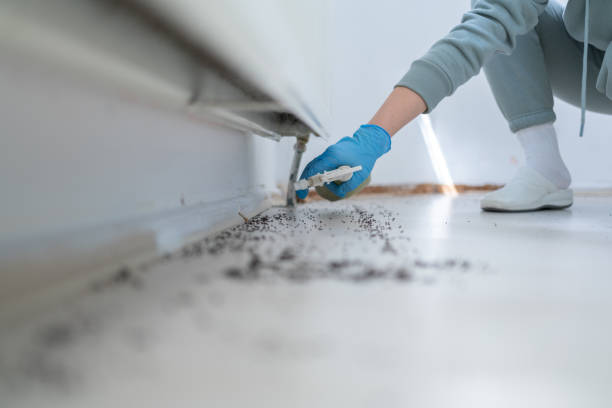 Best Mosquito Control Services  in Keeseville, NY